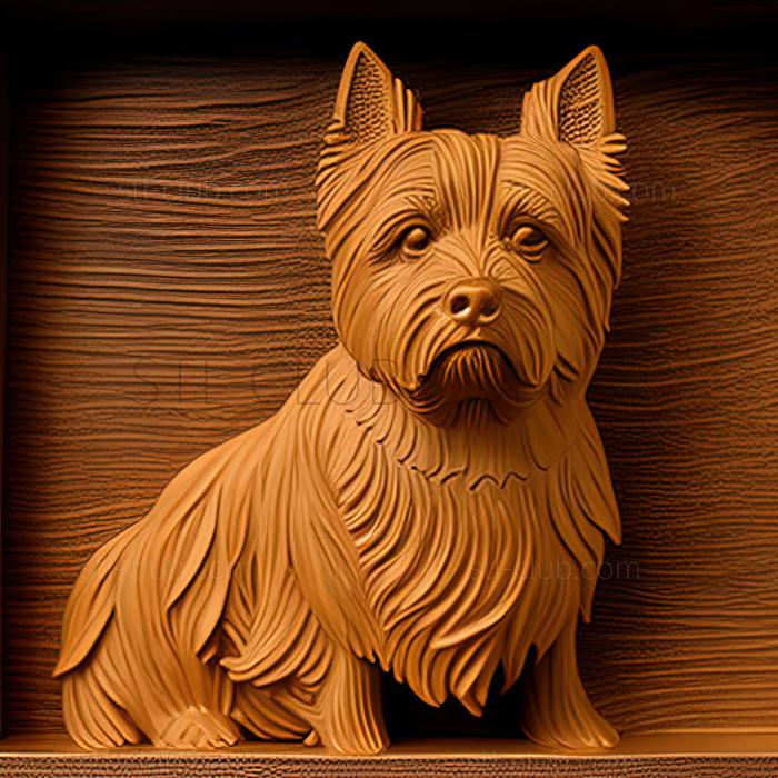 st Australian Silky Terrier dog